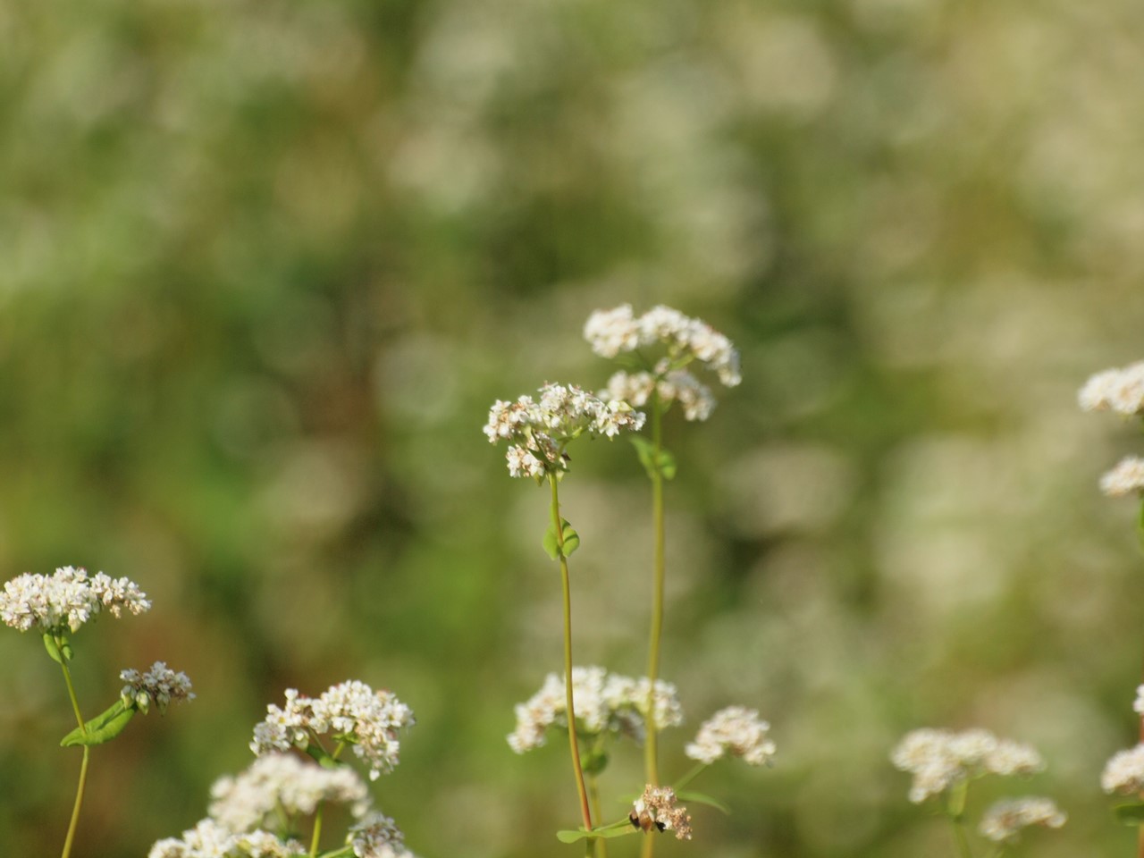 『高原の蕎麦畑』_d0054276_20104783.jpg