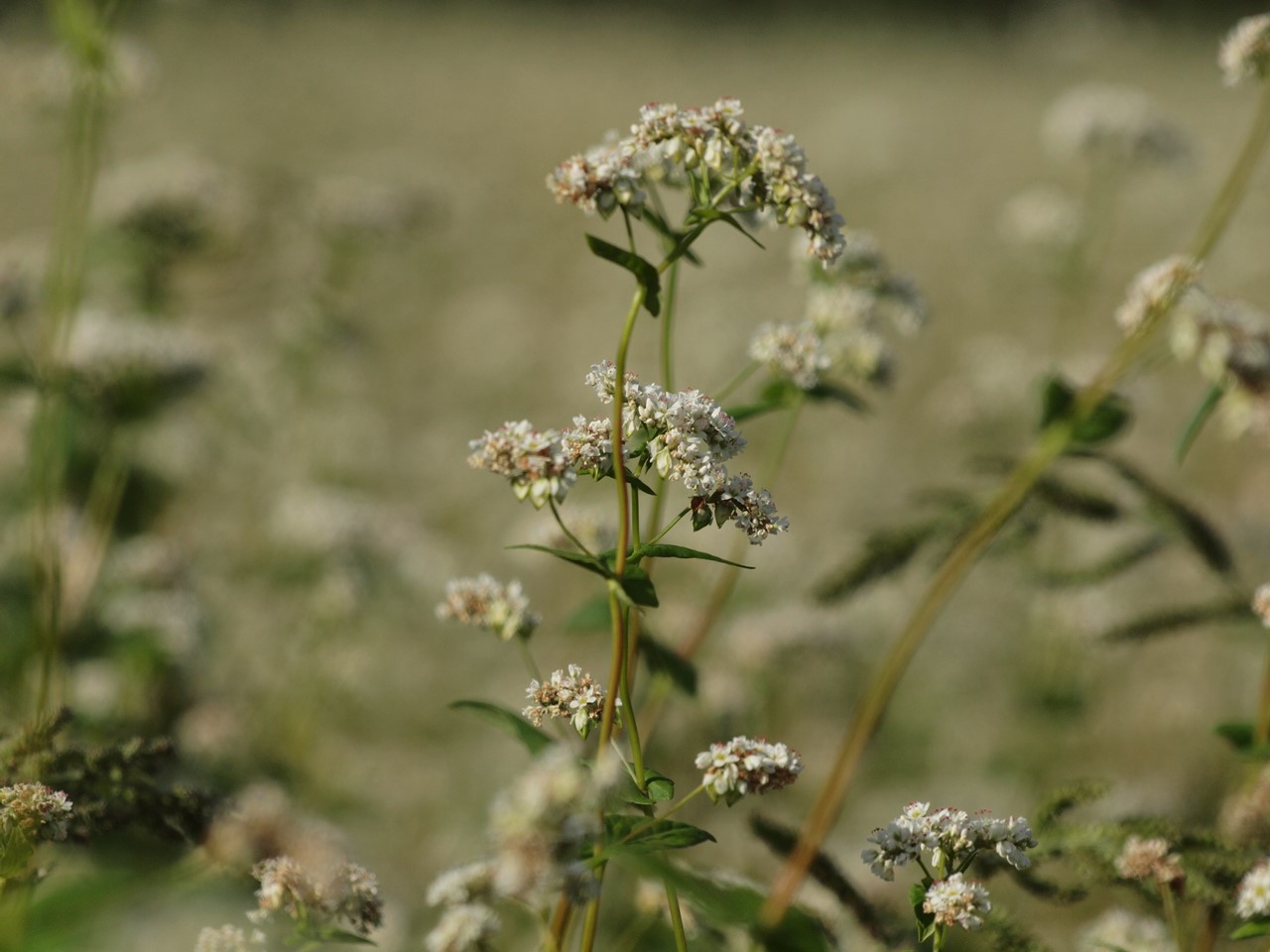 『高原の蕎麦畑』_d0054276_209107.jpg