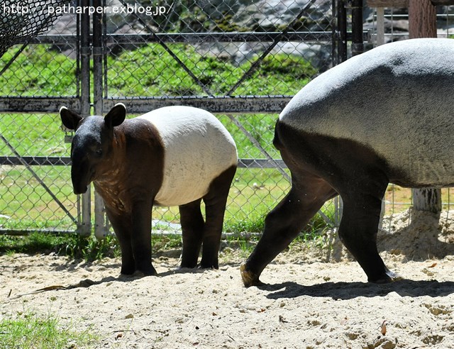 ２０１９年９月　白浜パンダ見隊　その２_a0052986_875781.jpg