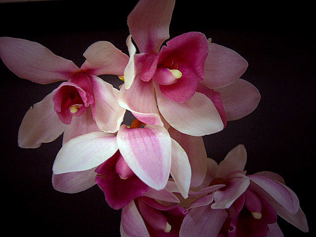 花の命は短くて_d0085887_08324621.jpg
