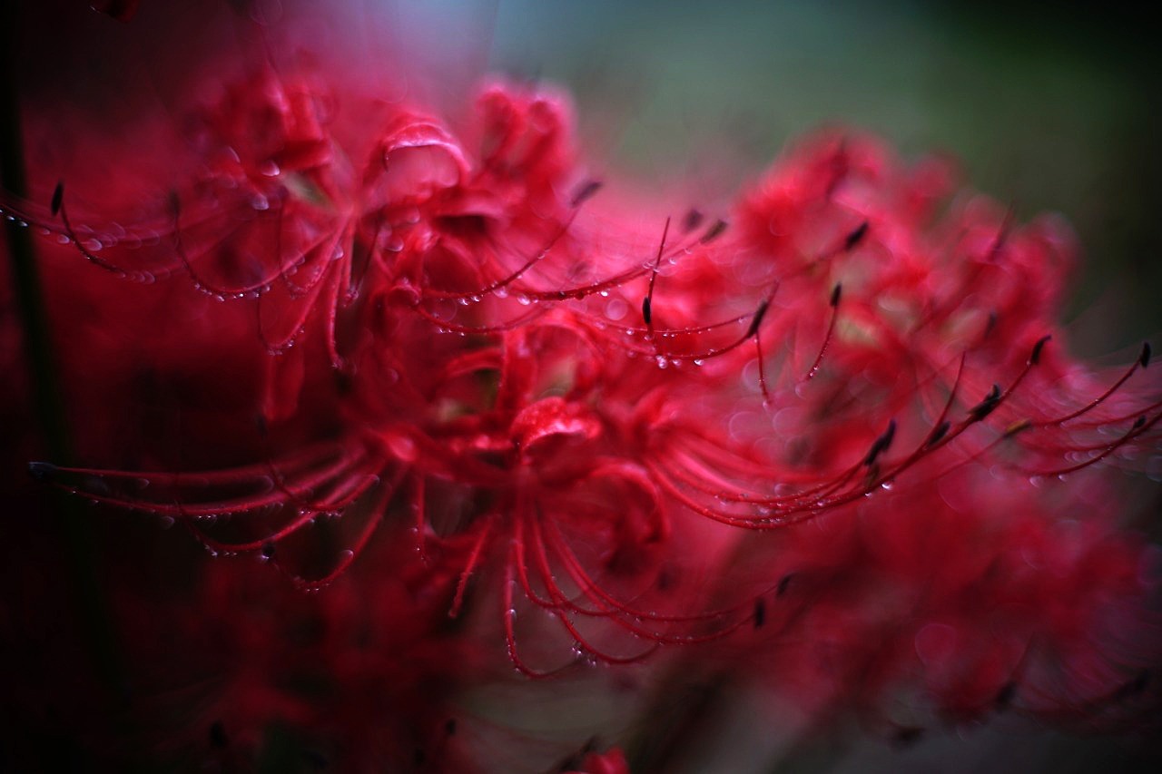 曼殊沙華 2019#06 秋の雨だよ・・・_c0082800_16384016.jpg