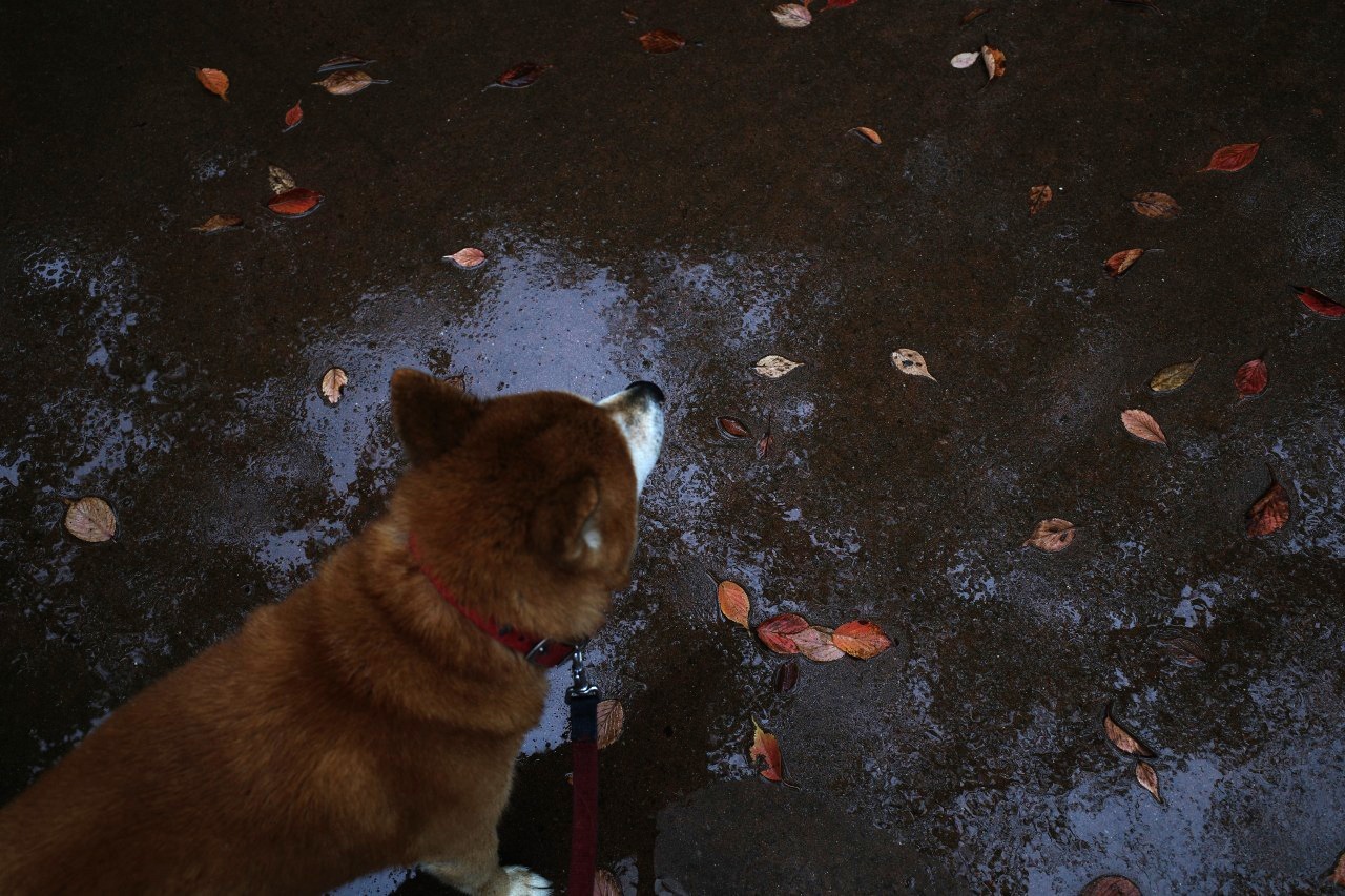 曼殊沙華 2019#06 秋の雨だよ・・・_c0082800_16384027.jpg