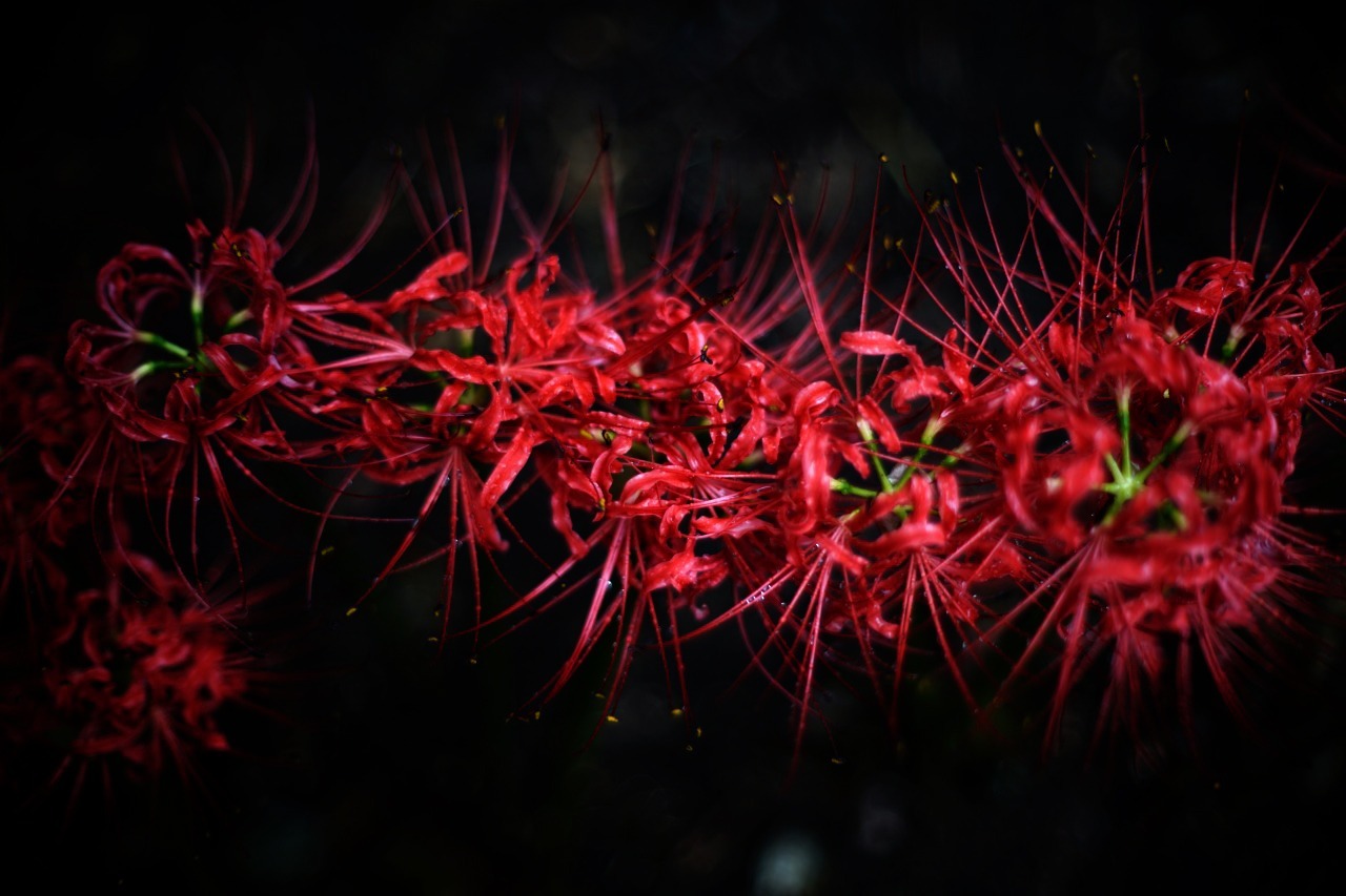 曼殊沙華 2019#06 秋の雨だよ・・・_c0082800_16384054.jpg