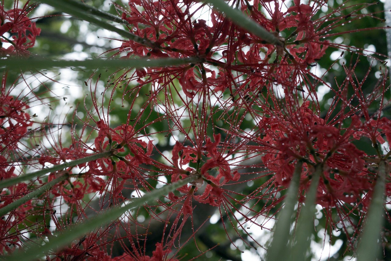 曼殊沙華 2019#06 秋の雨だよ・・・_c0082800_16384155.jpg
