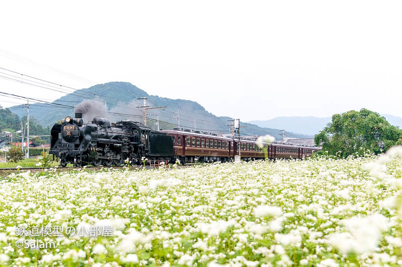 秩父鉄道パレオエクスプレス撮影　9月28日_f0229311_07175910.jpg