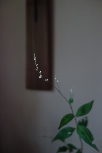 秋草を楽しむ1_a0197730_12555728.jpg