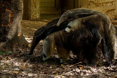 動植物園へ撮影に_c0077531_15023848.jpg