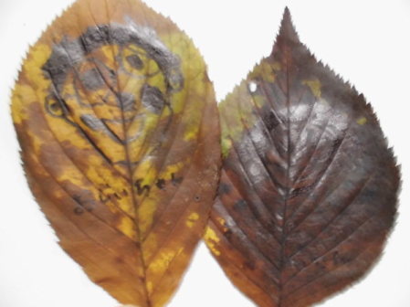 f0142733_21403603.jpg