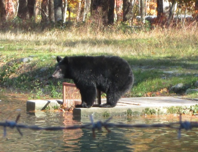 クマさん出没警戒警報発令中！_b0140235_14455237.jpg