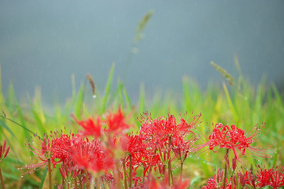 はじまりはいつも雨　２_c0067040_21492283.jpg