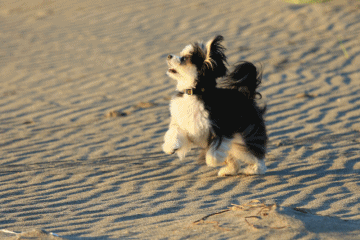 c0145250_10342109.gif