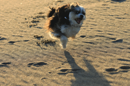c0145250_10352127.gif