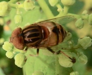 #ハナアブ #ブドウ科 『黄腰花虻』 Eristalinus quinquestriatus _f0238961_1221235.jpg