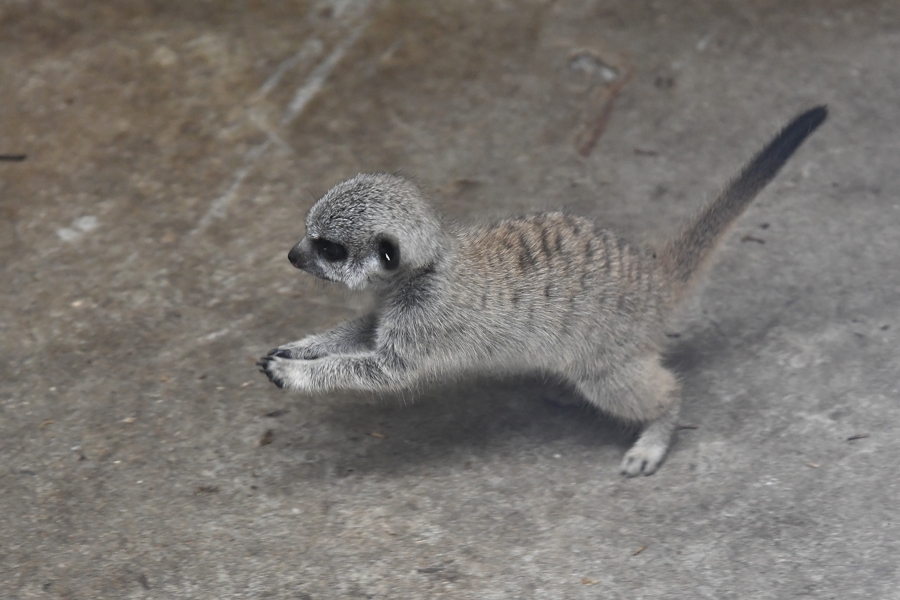 ミーアキャットの子供、、、。_f0136162_22374202.jpg