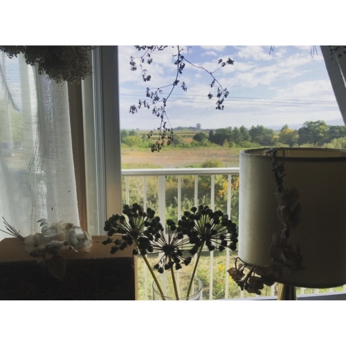 秋色紫陽花_f0134670_20365473.jpeg