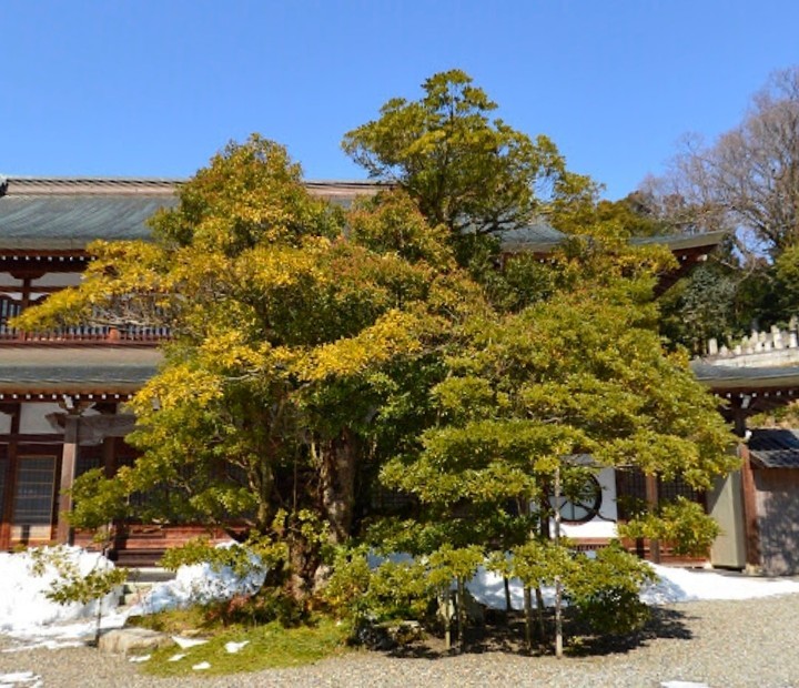木娘（木むすめ、いちょう娘）：京都大阪都市伝説　※古写真, 情報追加_b0116271_16324802.jpg