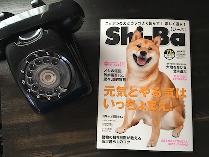 茶色と黒 アトリエkotori のほほん柴犬日和 茶色と黒 アトリエkotori のほほん柴犬日和