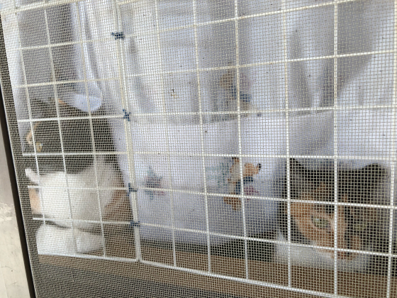 窓辺活動_e0355177_15201515.jpg