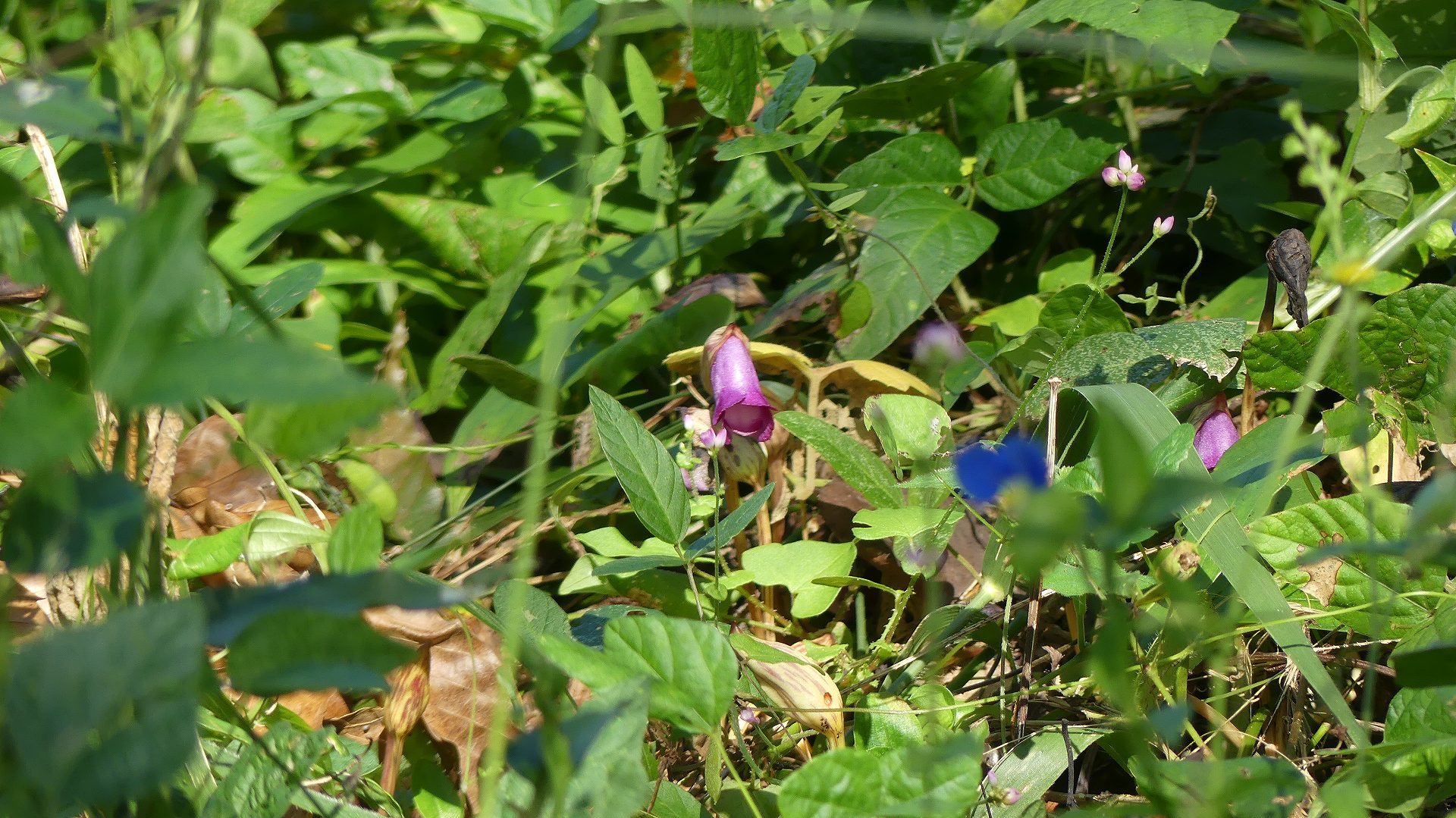 植物・南蛮キゼル 南蛮のキセル : 夜つぐみの鳴くところで