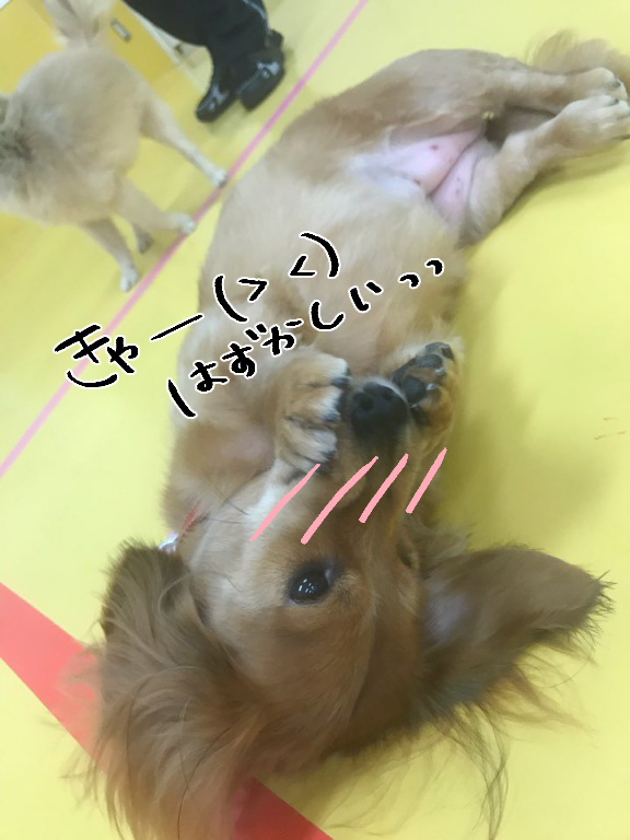 可愛いは正義_f0357682_02212387.jpg