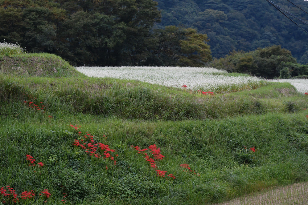 a0143491_15362099.jpg