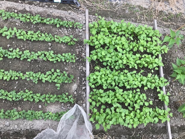 間引き菜_f0204295_14511589.jpg