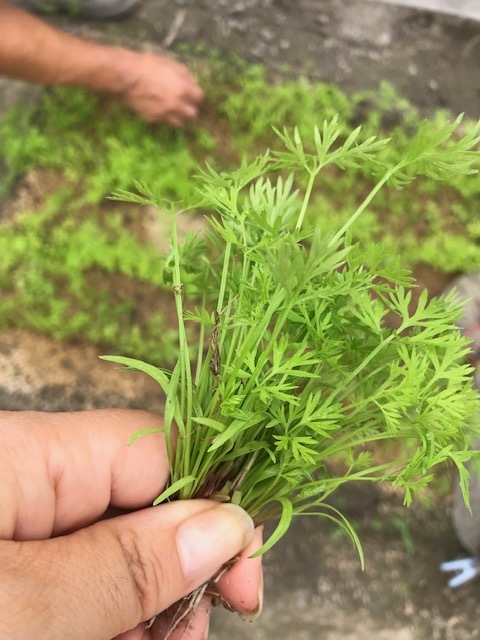 間引き菜_f0204295_14514424.jpg