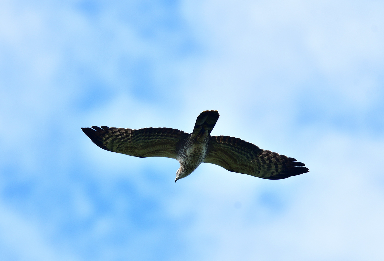 お山は野鳥で大賑わい！　サシバ：ノスリ：キビタキその他_e0362696_17081907.jpg