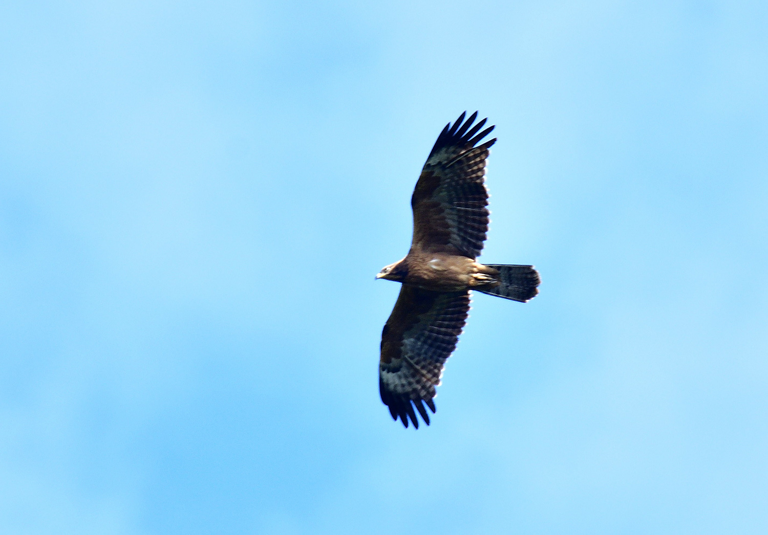 お山は野鳥で大賑わい！　サシバ：ノスリ：キビタキその他_e0362696_17082255.jpg