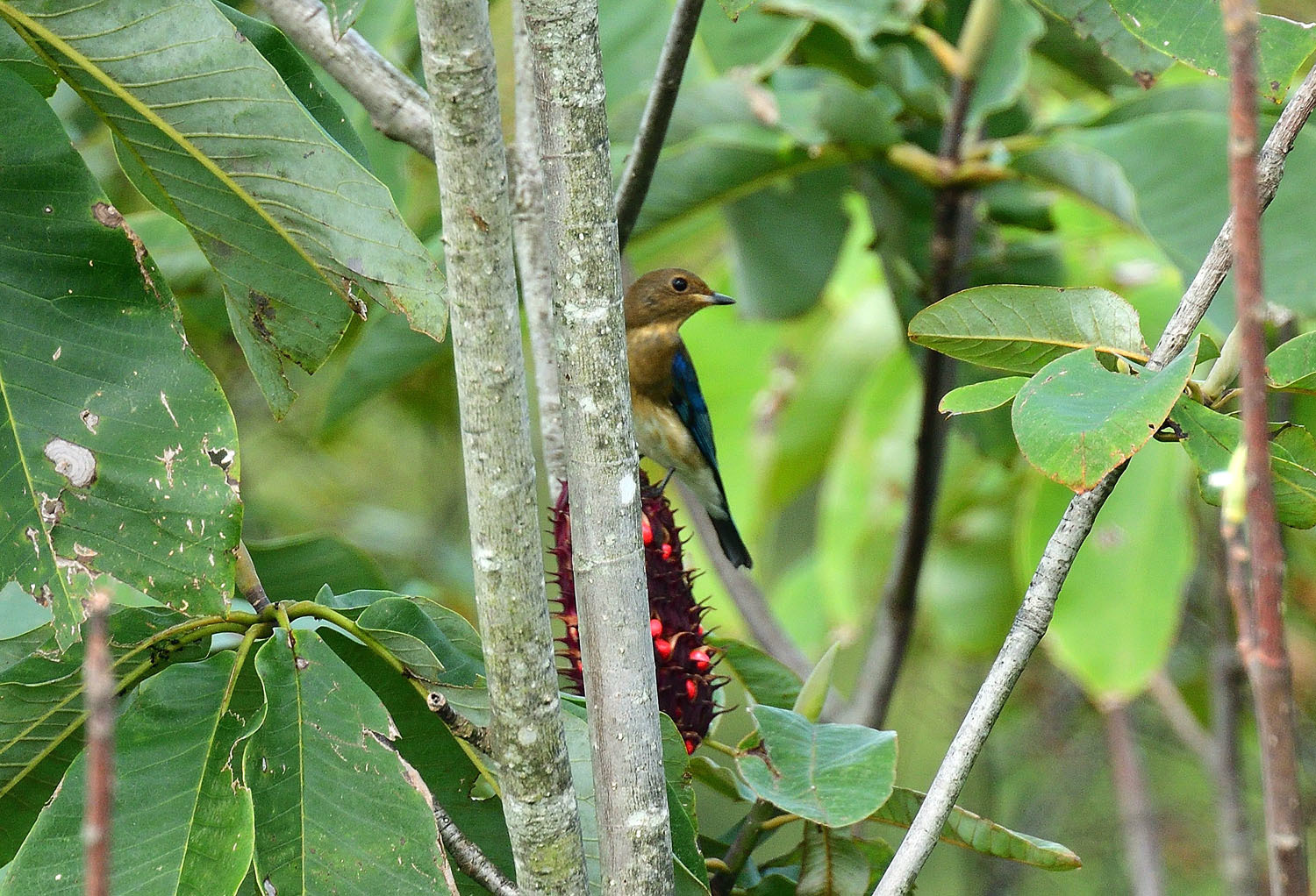 お山は野鳥で大賑わい！　サシバ：ノスリ：キビタキその他_e0362696_17090033.jpg