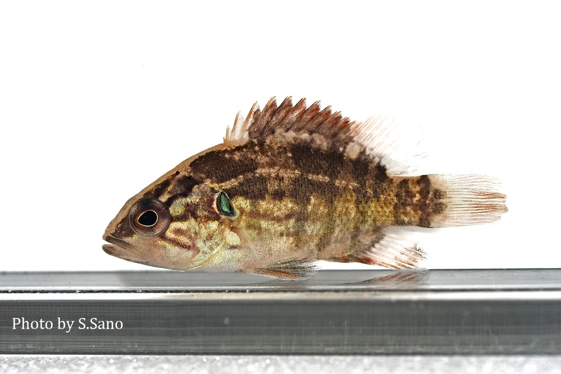 多摩川流域のヤゴ調査 海を歩くゲンゴロウ 多摩川流域のヤゴ調査 海を歩くゲンゴロウ