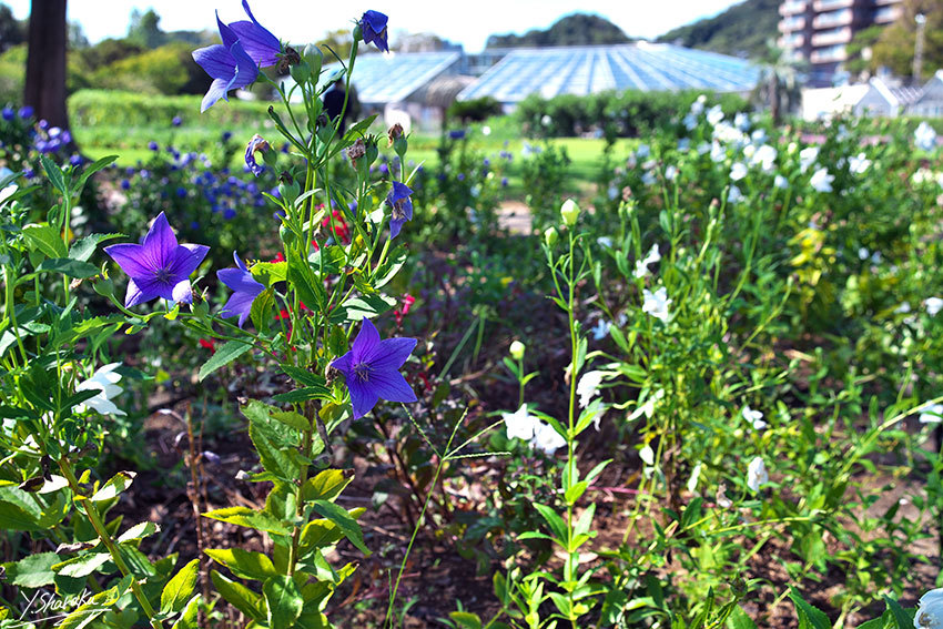 フラワーセンター大船植物園　No12_f0344614_11371346.jpg