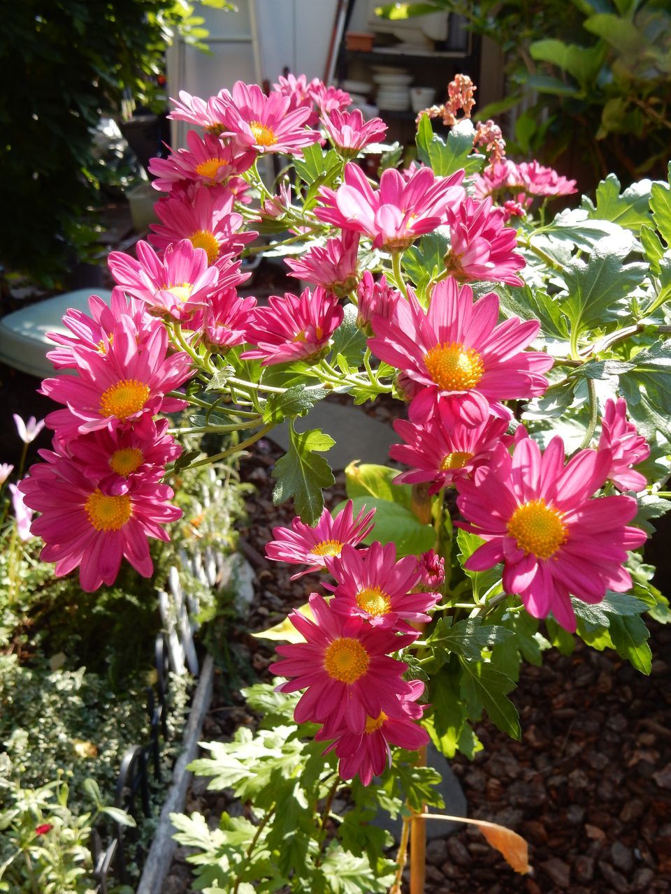 菊の秋_c0025115_22441994.jpg