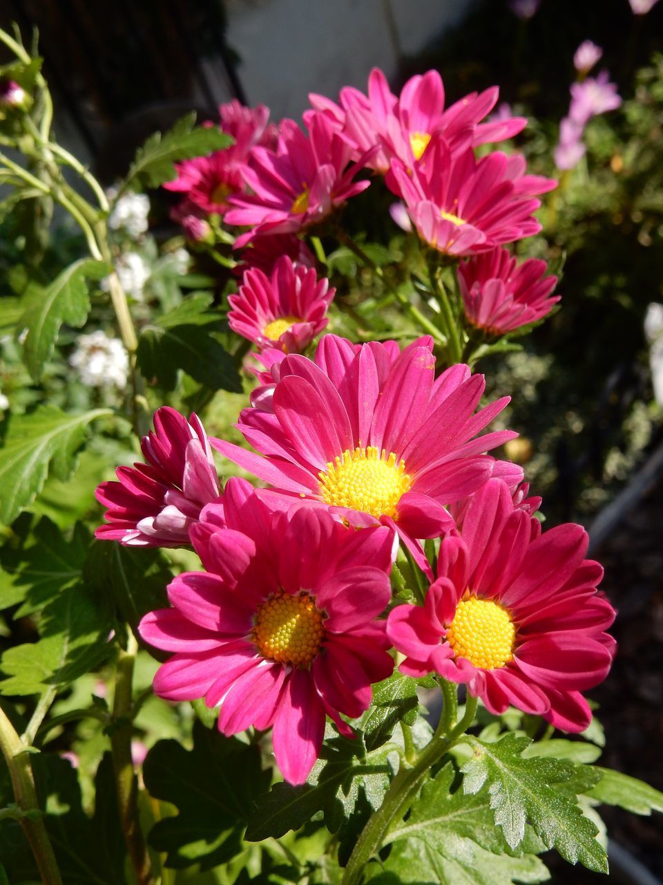 菊の秋_c0025115_22455740.jpg