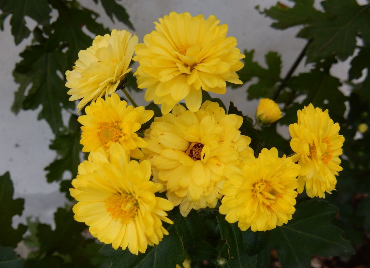 菊の秋_c0025115_22460380.jpg