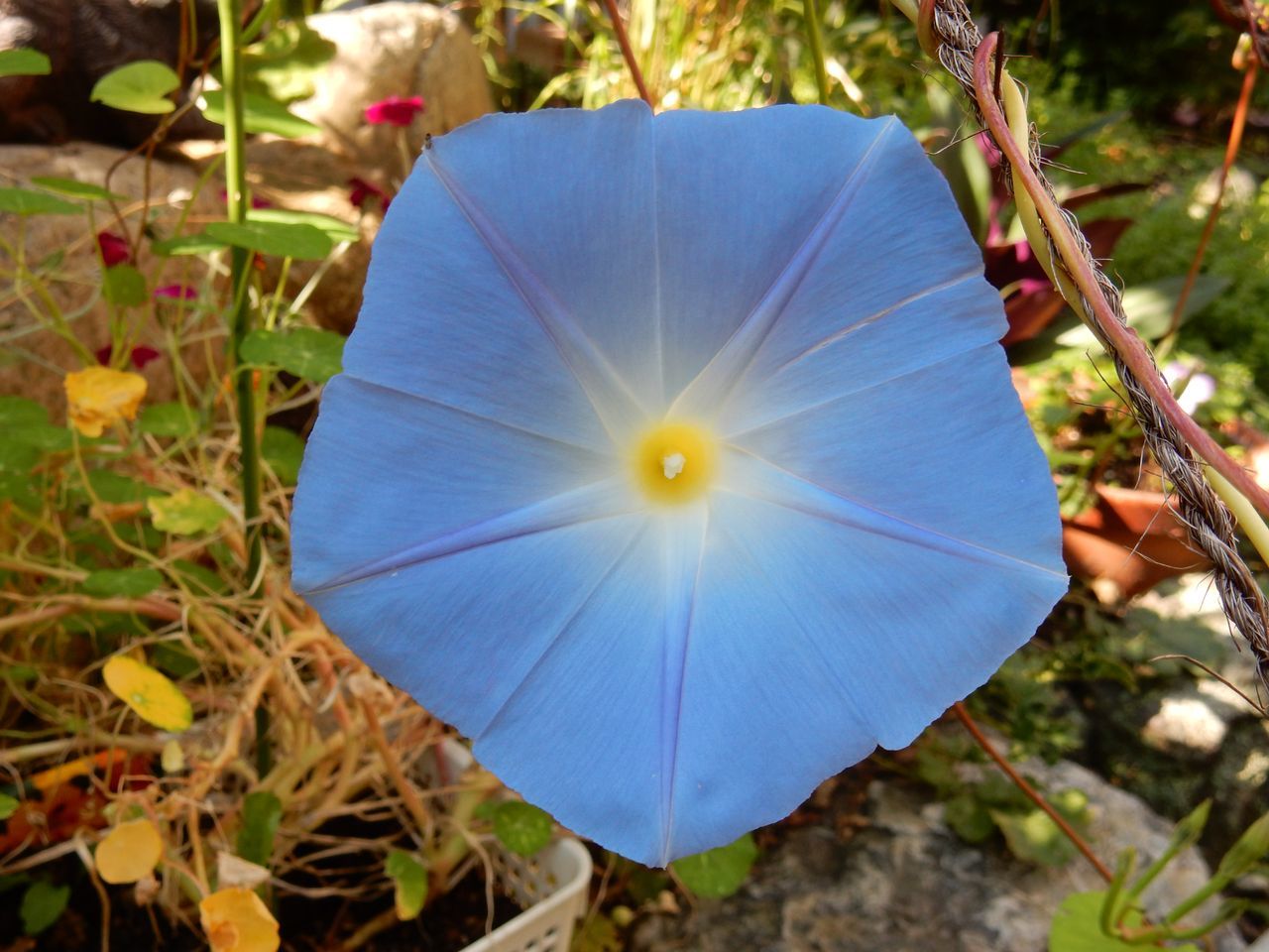 菊の秋_c0025115_22461840.jpg