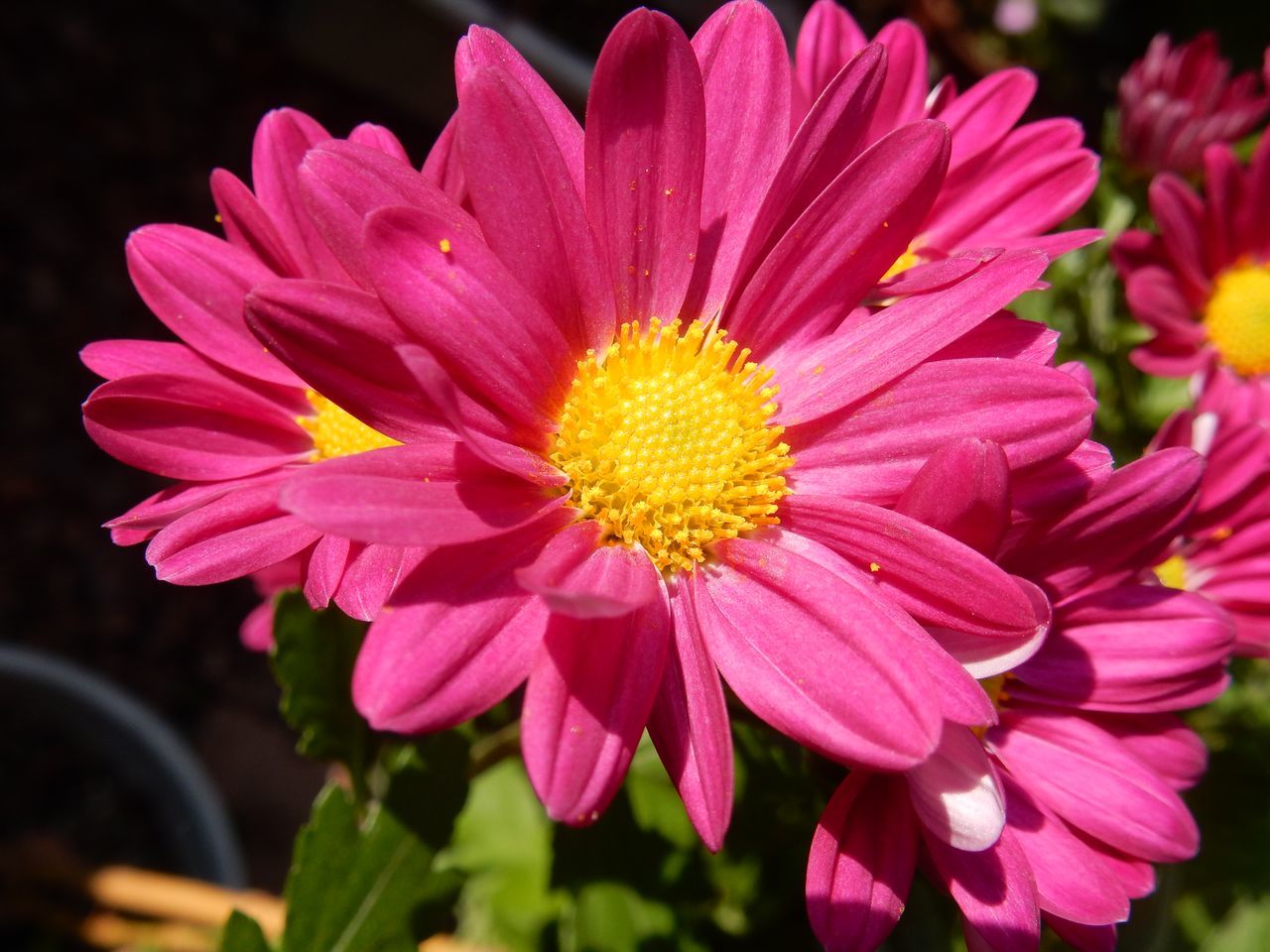 菊の秋_c0025115_22462950.jpg
