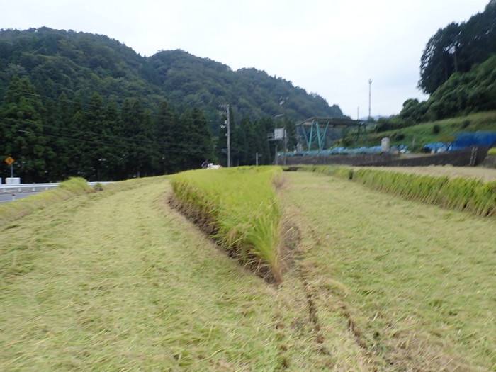 稲刈り_c0116915_01261085.jpg