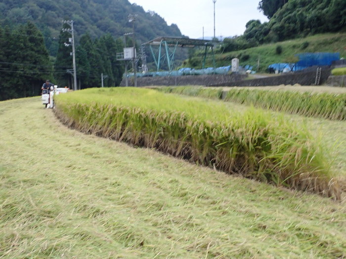 稲刈り_c0116915_01262588.jpg