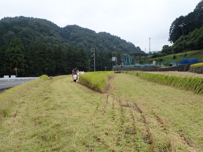 稲刈り_c0116915_01265843.jpg
