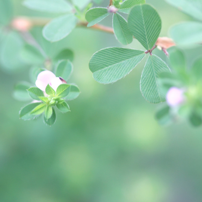 庭は野草と共に秋色_a0329820_14565582.jpg