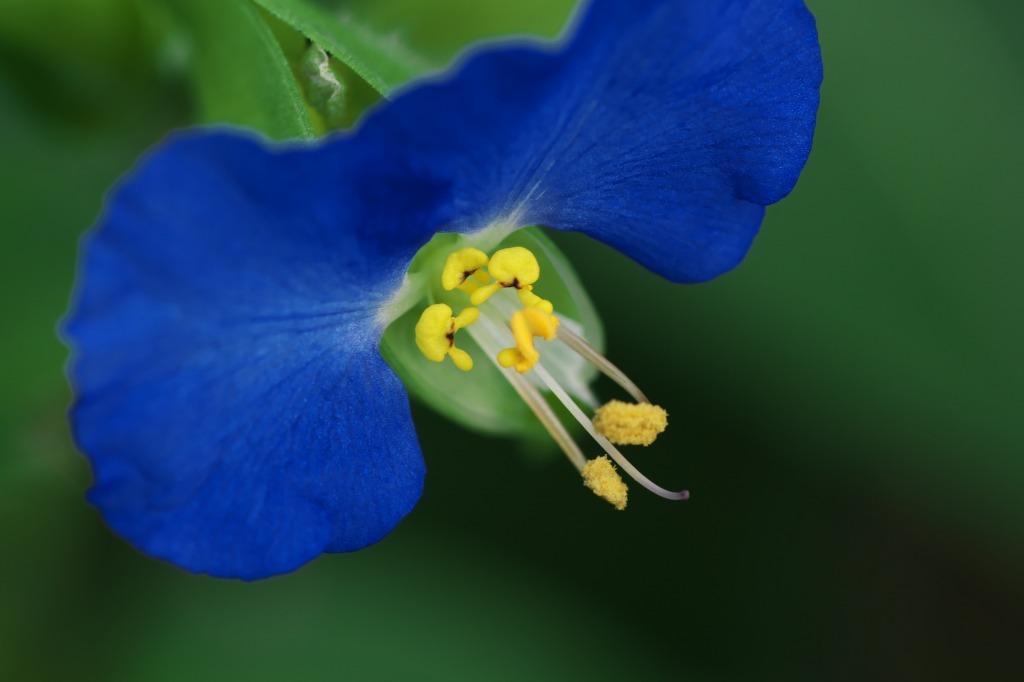 蛍草 グル的日乗