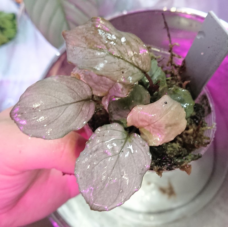 ホマロメナ Homalomena sp. “Silver Powder” Pulau Singkep Kn便