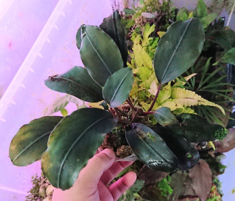 Bucephalandra cf. motleyana Padawan Sarawak TB便 : まっけの Bucephalandra cf. motleyana Padawan Sarawak TB便 : まっけの
