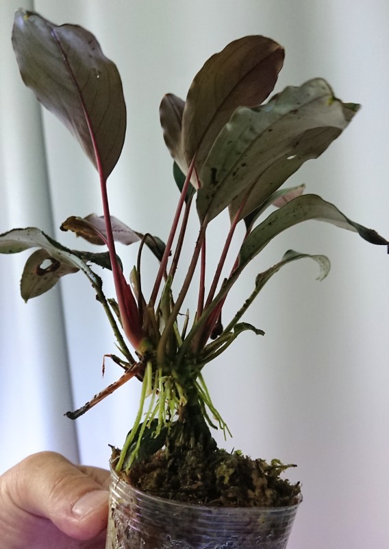 Bucephalandra cf. motleyana Padawan Sarawak TB便 : まっけの Bucephalandra cf. motleyana Padawan Sarawak TB便 : まっけの