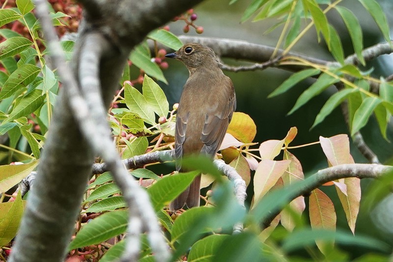 野鳥トレ　179 森林植物園_b0227552_19472014.jpg