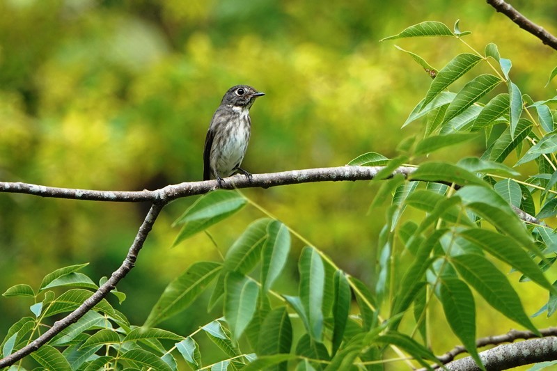 野鳥トレ　179 森林植物園_b0227552_19473162.jpg