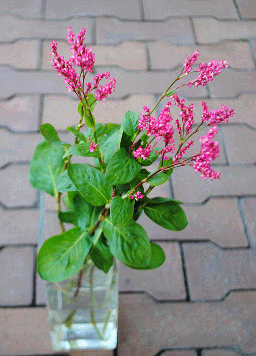 9月29日 アイの花 花ねこ日記