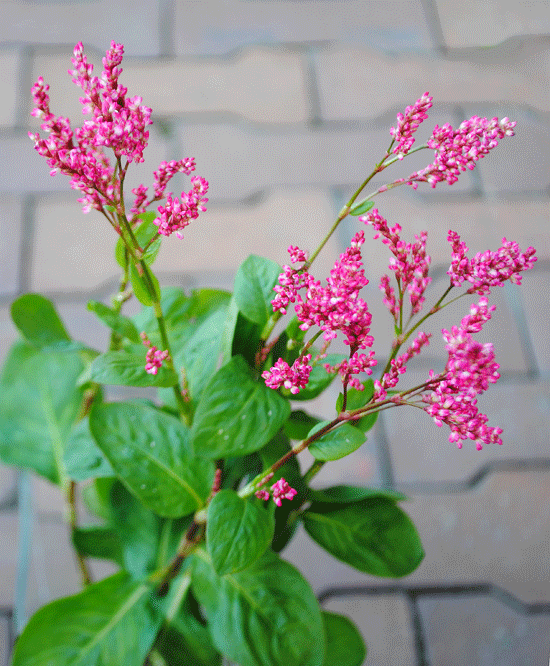 9月29日 アイの花 花ねこ日記