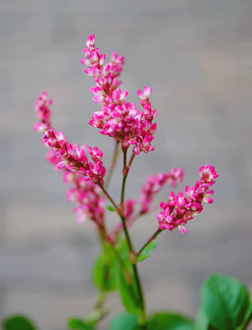 9月29日 アイの花 花ねこ日記